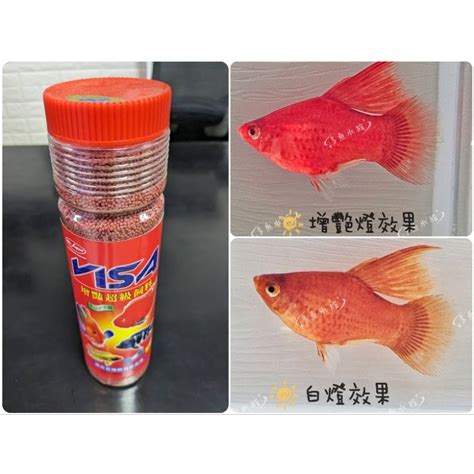 紅球魚水温